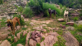 Kodali Nani: వచ్చే ఎన్నికల్లో TDP గెలిచే సీట్లు ఎన్నంటే..? ఇది దేవుడి స్క్రిప్ట్ అంటూ కోడాలి నాని జోస్యం