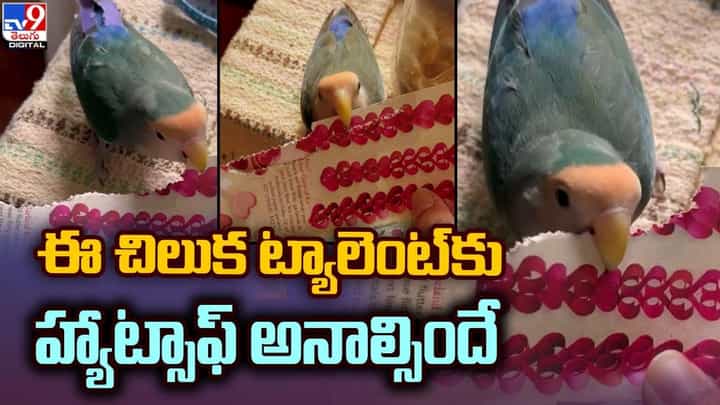 అందంగా అలంకరించుకుంటున్న రామచిలుక !! వీడియో చూస్తే హ్యాట్సాఫ్ అనాల్సిందే అందంగా అలంకరించుకుంటున్న రామచిలుక !! వీడియో చూస్తే హ్యాట్సాఫ్ అనాల్సిందే