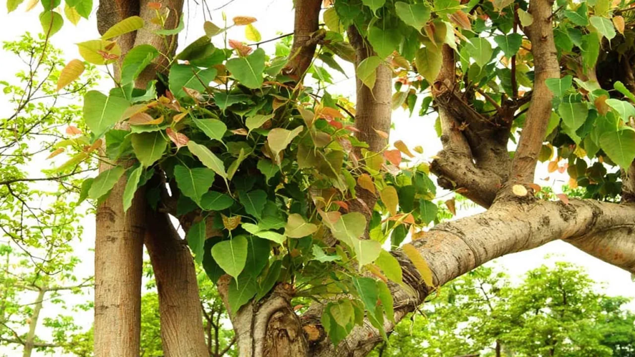 Peepal tree: పీపల్ చెట్టును గౌరవిస్తారు మరియు మతపరమైన దృక్కోణంలో ఇది పవిత్రమైన చెట్టుగా పరిగణించబడుతుంది. కానీ ఇంట్లో పీపుల్ చెట్టును నాటకూడదు. పీపుల్ చెట్టు ఉన్న ఇంటిలో పురోగతి మందగిస్తుంది అని నమ్ముతారు.