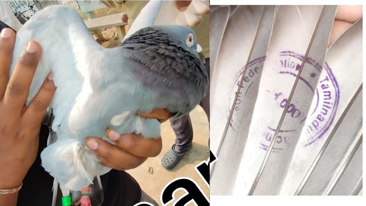 khammam pigeon: ఖమ్మంలో వాలిన అనుమానాస్పద పావురం.. రెక్కలపై వింత కోడ్‌..! స్థానికుల్లో హడల్‌..!!