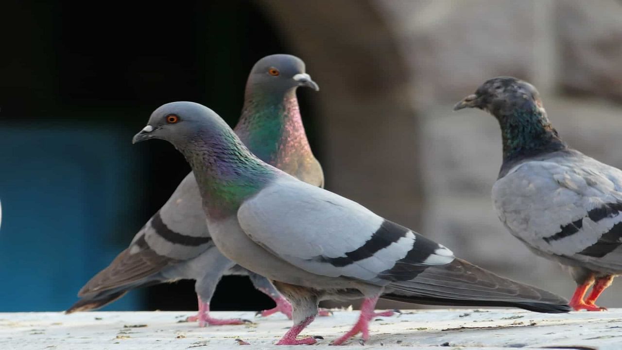 Pigeon causes Diseases: పావురాల వల్ల 60 రకాల వ్యాధులు.. వైద్యులు చెప్పే విషయాలు తెలిస్తే షాకవుతారు..