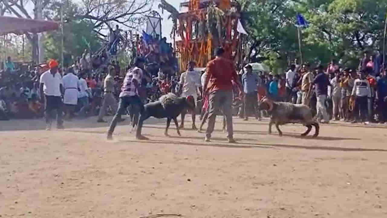 Kurnool: వైభవంగా వల్లెలాంబ సరస్వతి దేవి జాతర.. హోరాహోరీగా తలపడిన పొట్టేళ్లు..