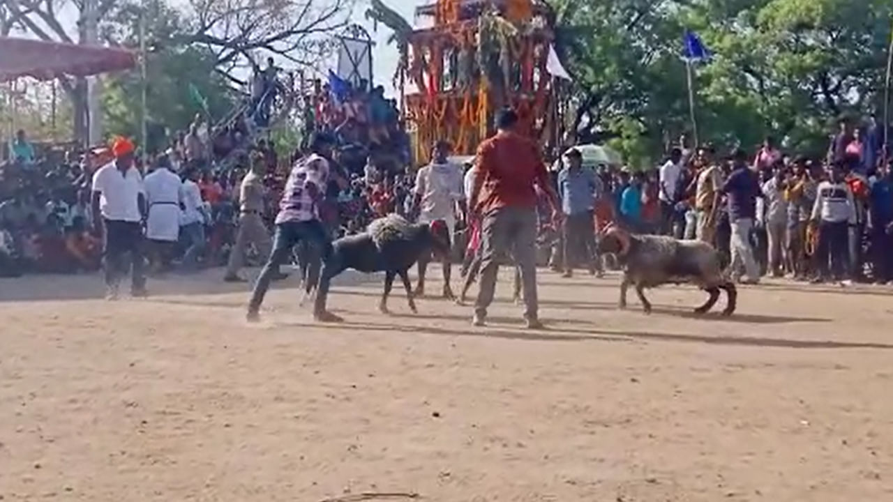 Kurnool: వైభవంగా వల్లెలాంబ సరస్వతి దేవి జాతర.. హోరాహోరీగా తలపడిన పొట్టేళ్లు..