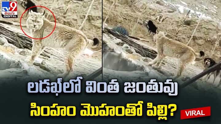 లడఖ్లో కనువిందు చేసిన వింత జంతువు !! సింహం మొహం తో లడఖ్లో కనువిందు చేసిన వింత జంతువు !! సింహం మొహం తో