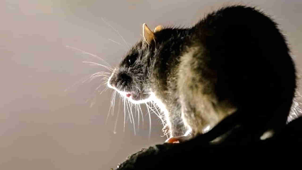 గర్ల్స్‌ హాస్టల్‌లో విద్యార్థులపై ఎలుకల దాడి.. ఆవరణలో పాములు, కుక్కల స్వైరవిహారం.. పలువురికి గాయాలు