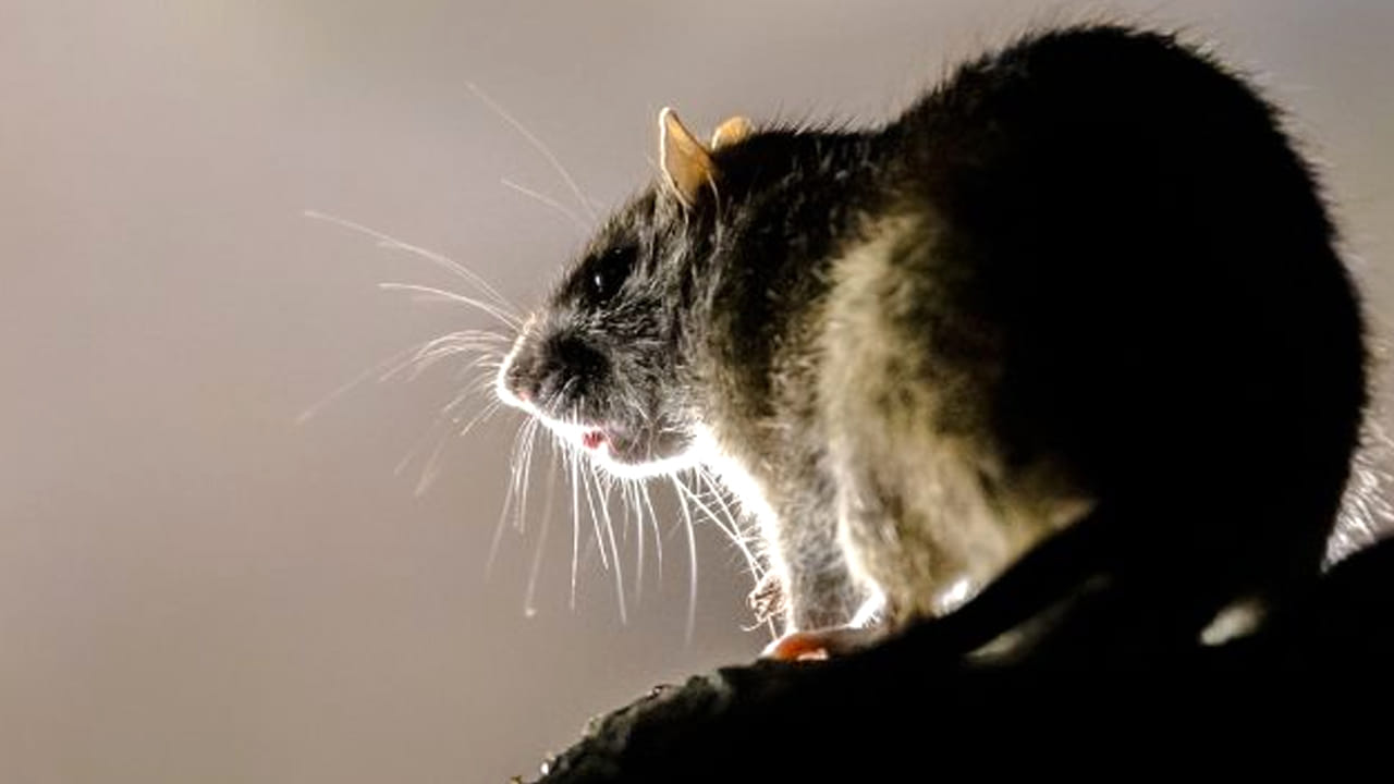 గర్ల్స్‌ హాస్టల్‌లో విద్యార్థులపై ఎలుకల దాడి.. ఆవరణలో పాములు, కుక్కల స్వైరవిహారం.. పలువురికి గాయాలు