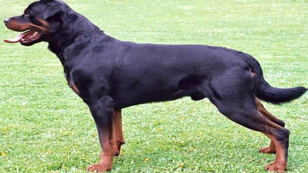 Dog Bite: యజమానిపైనే పెంపుడు కుక్క ఎటాక్.. నూటయాభై సార్లు కొరికేసిన శునకం... ఈ జాతి కుక్కలు డేంజర్ అంటున్న డాగ్ ట్రైనర్స్