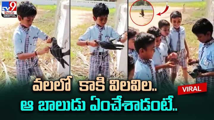 వలలో చిక్కి విలవిలలాడిన కాకి.. బాలుడు ఏంచేశాడంటే ?? వలలో చిక్కి విలవిలలాడిన కాకి.. బాలుడు ఏంచేశాడంటే ??