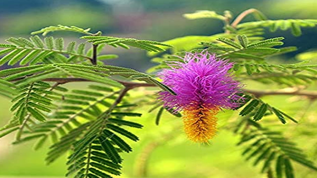 Shami Plant Tips: శమీ మొక్కను ఇంటికి ఈ దిక్కున నాటితే.. ఊహించని లాభాలు, శనీశ్వరుడి అనుగ్రహం పొందుతారు..!