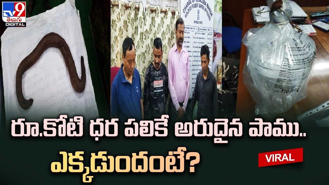 రూ.కోటి ధర పలికే అరుదైన పాము.. ఎక్కడుందంటే ??