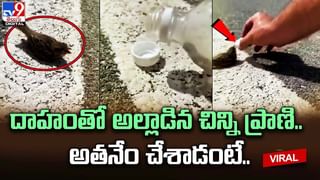 Fielding Mistake: ఇదేం డెడికేషన్‌రా బాబు..! నెవర్ బిఫోర్ ఎవర్ ఆఫ్టర్.. మళ్లీ చూడాలనిపించే వీడియో..