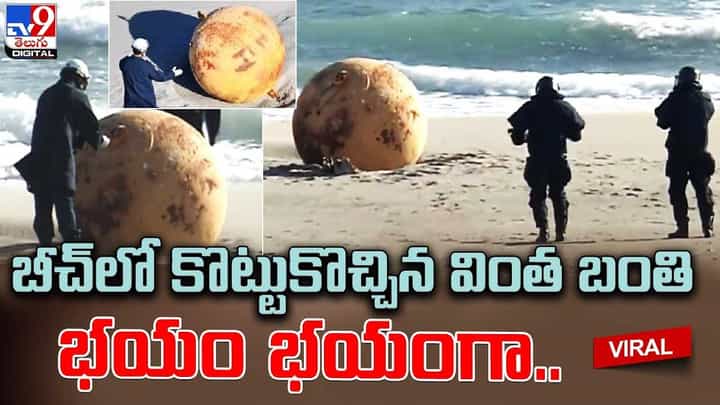 బీచ్లో కొట్టుకొచ్చిన వింత బంతి.. భయం భయంగా.. దగ్గరకు వెళ్లి చూడగా బీచ్లో కొట్టుకొచ్చిన వింత బంతి.. భయం భయంగా.. దగ్గరకు వెళ్లి చూడగా