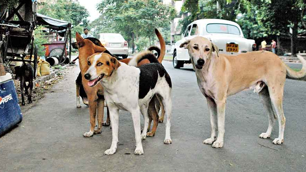 Dogs Bite: ఆదిలాబాద్‌లో పిచ్చి కుక్కల స్వైర విహారం.. 21మందిపై దాడి.. బాధితుల్లో రెండేళ్ల చిన్నారి, గర్భిణీ