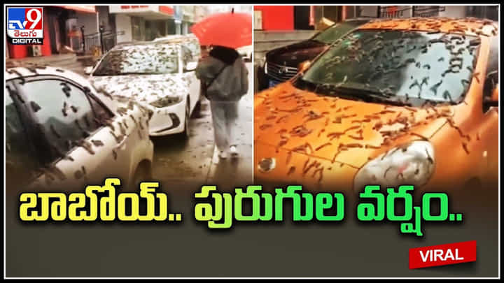 Shocking Video: బాబోయ్.. పురుగుల వర్షం.. అక్కడి రోడ్లు, కార్లు అన్నీ పురుగులే.. Shocking Video: బాబోయ్.. పురుగుల వర్షం.. అక్కడి రోడ్లు, కార్లు అన్నీ పురుగులే..