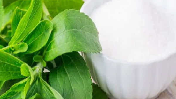 Benefits of Sweet Tulsi: తియ్యటి తులసి..! క్యాన్సర్ నుంచి మధుమేహం వరకు అనేక వ్యాధులకు దివ్యౌషధం..