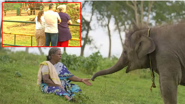Elephant whisperers: సెలబ్రిటీలుగా మారిన ఆస్కార్ ఏనుగులు.. క్యూ కడుతోన్న జనాలు.