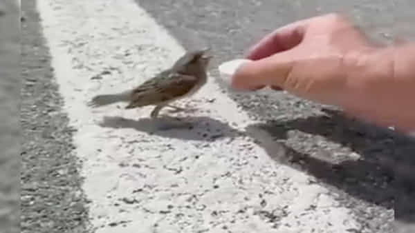 Thirsty Sparrow Video: మండుటెండలో దాహంతో అల్లాడుతున్న పిచ్చుక దాహార్తి తీర్చిన బాటసారి.. వైరల్ వీడియో