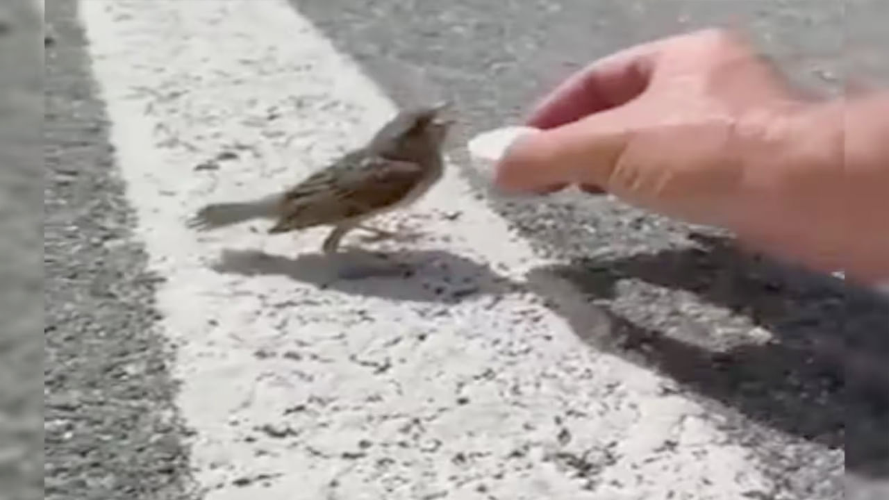 Thirsty Sparrow Video: మండుటెండలో దాహంతో అల్లాడుతున్న పిచ్చుక దాహార్తి తీర్చిన బాటసారి.. వైరల్‌ వీడియో