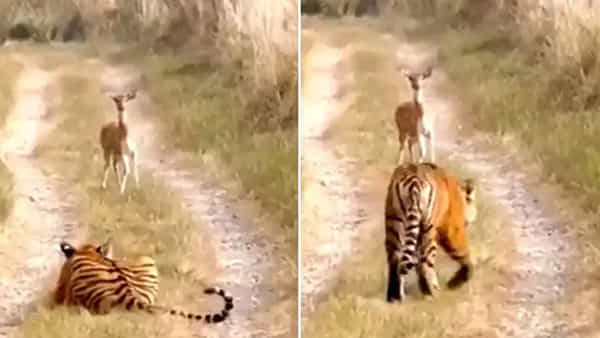 Viral Video: సాధువులా మారిన పెద్దపులి..! జాలి చూపిస్తే ఎలాగుంటాదో తెలుసా..? ఇదిగో ఇట్టాగే మరీ..