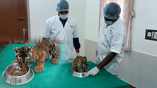 AP News: ఆపరేషన్ మదర్ టైగర్లో కీలక పరిణామం.. మరోవైపు కూనలకు ఆహారంగా లివర్