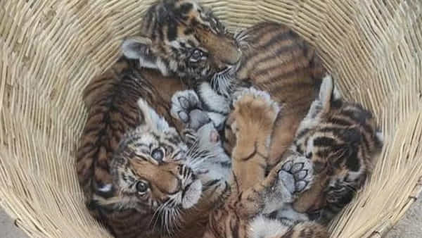 Tiger Cubs: అయ్యో.. పాపం.. అమ్మ వద్దకు దారేది..? కూనలు ఇక జూకు పోవాల్సిందేనా..?