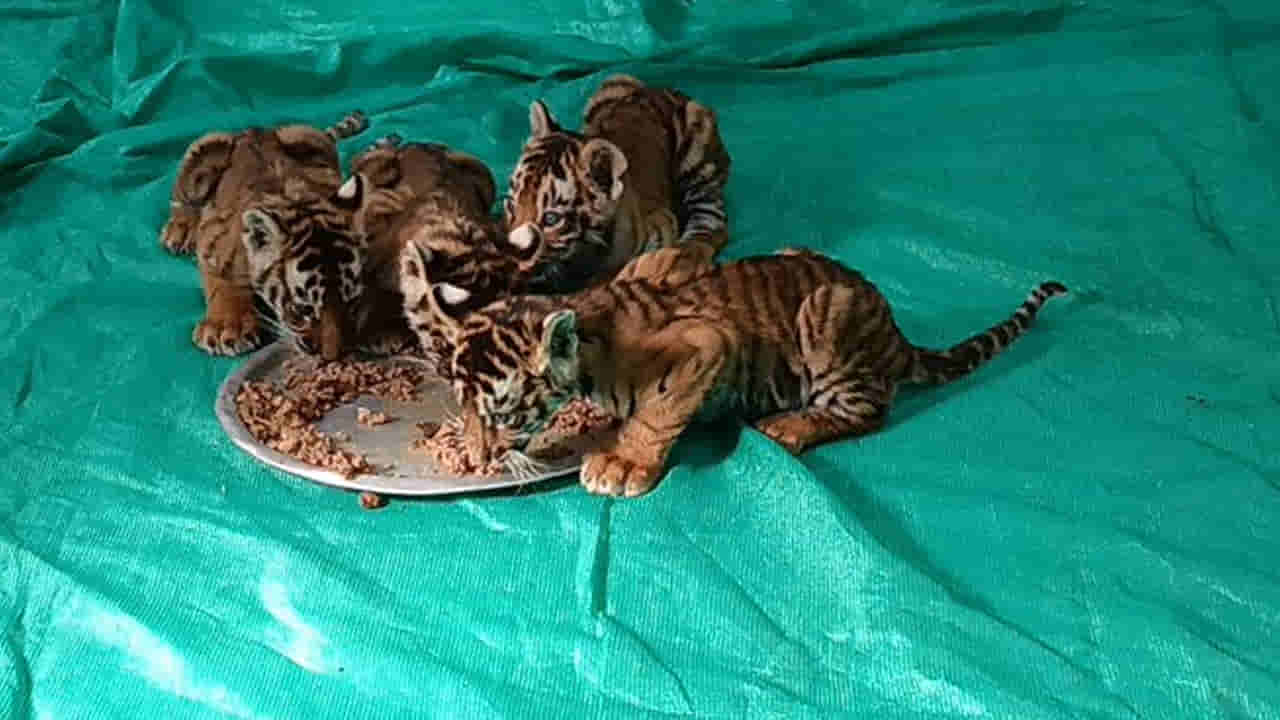 Tiger Cubs : ఆపరేషన్ ఫెయిల్.. దొరకని తల్లి జాడ.. తిరుపతి జూకు పులి కూనలు