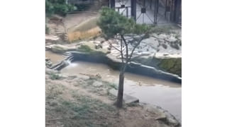 ప్రేమ ఎంత మధురం..! రెస్టారెంట్‌లో చిల్‌ అవుతోన్న వృద్ధ దంపతులు.. వీడియో చూస్తే ఫిదా అవ్వాల్సిందే..