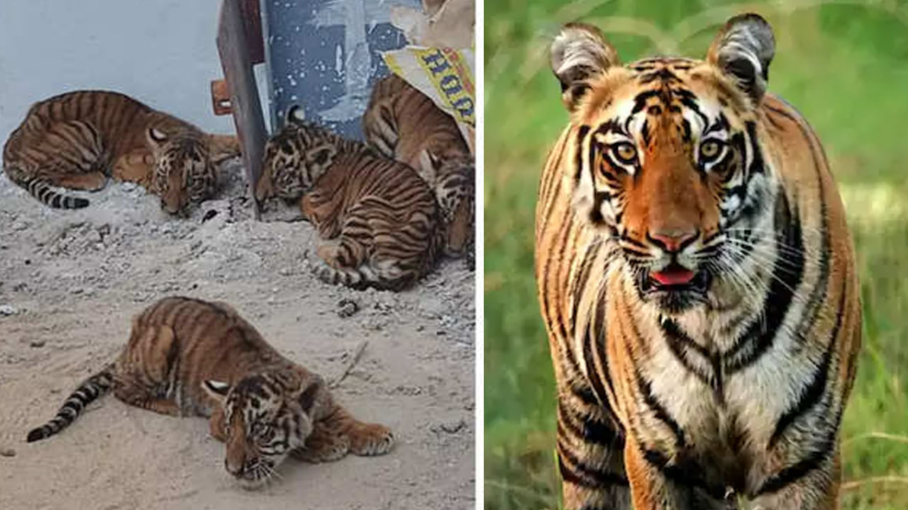 Tiger Cubs: తల్లికి దూరమైన పులి పిల్లలు ఇప్పుడు ఎలా ఉన్నాయో తెలుసా..? రోజూ వాటికి ఏం తినిపిస్తున్నారంటే..