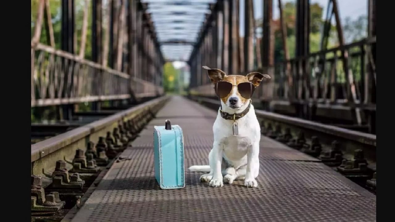 Dog Train Journey: జంతు ప్రేమికులకు గుడ్ న్యూస్.. రైలులో కుక్కలకూ రిజర్వేషన్.. పూర్తి వివరాలు ఇవి..