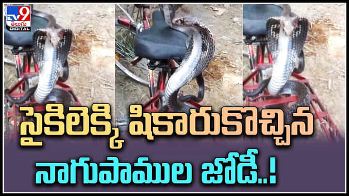 Two Cobras: సైకిలెక్కి షికారుకొచ్చిన నాగుపాముల జోడీ..! వీడియో మాములుగా లేదుగా.. Two Cobras: సైకిలెక్కి షికారుకొచ్చిన నాగుపాముల జోడీ..! వీడియో మాములుగా లేదుగా..