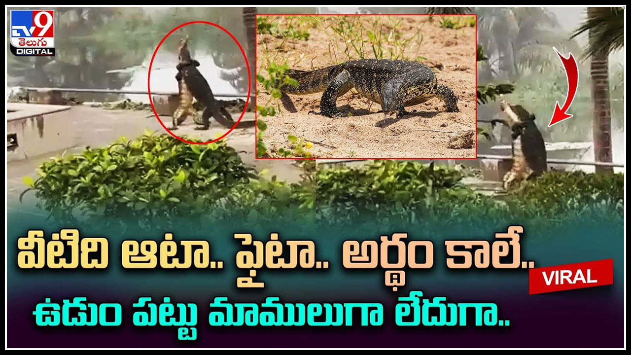 Lizards Fight: వీటిది ఆటా.. ఫైటా.. అర్థం కాలే.. ఉడుం పట్టు మాములుగా లేదుగా..!