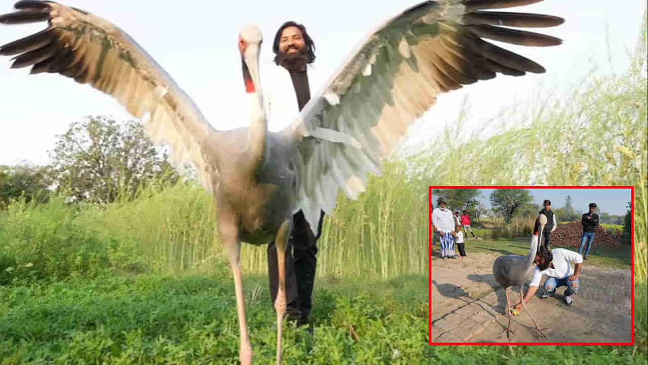 Man Bird Friendship: గాయపడిన కొంగకు చికిత్స చేసిన యువకుడు.. ఏడాదిగా ఇద్దరి మధ్య స్నేహం.. కేసు నమోదు చేసిన పోలీసులు..