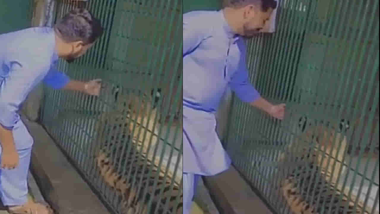 Viral Video: పులితో ఆడుకుందామనుకున్నాడు కట్ చేస్తే.. కాకా గుండె జారి చేతులోకి వచ్చింది.