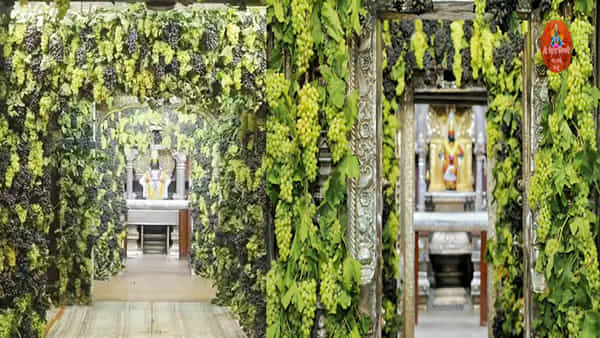 Vitthal Temple: విఠల్ ఆలయంలో ద్రాక్షపండ్లతో అందంగా అలంకరణ.. అరగంటకే టన్ను ద్రాక్ష పండ్లు మాయం..
