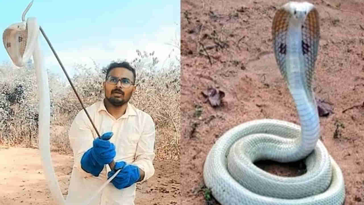 ఆ ప్రాంతంలో కనిపించిన అరుదైన తెల్లపాము..ఎప్పుడైనా చూశారా