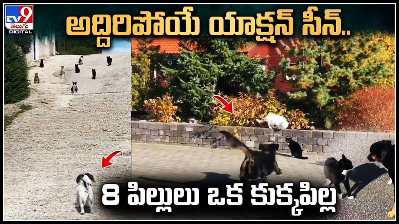 Funny Video: అద్దిరిపోయే యాక్షన్ సీన్.. 8 పిల్లులు ఒక కుక్కపిల్ల.. చివరికి ఎం జరిగిందంటే..