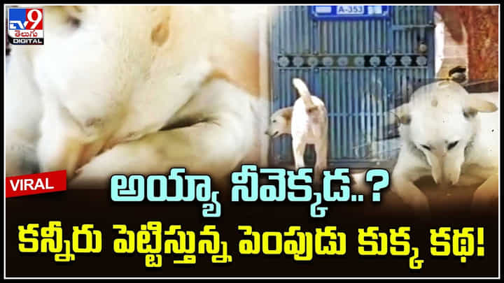 Dog Emotional: అయ్యా నీవెక్కడ..? కన్నీరు పెట్టిస్తున్న పెంపుడు కుక్క కథ..! Dog Emotional: అయ్యా నీవెక్కడ..? కన్నీరు పెట్టిస్తున్న పెంపుడు కుక్క కథ..!