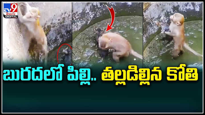 Viral Video : ఇది కదరా స్నేహం అంటే..! జాతి వైరం లేకుండా పిల్లిని కాపాడేందుకు కోతి విశ్వప్రయత్నం. Viral Video : ఇది కదరా స్నేహం అంటే..! జాతి వైరం లేకుండా పిల్లిని కాపాడేందుకు కోతి విశ్వప్రయత్నం.