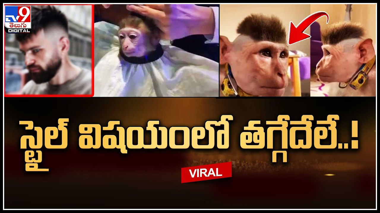 Monkey Trending Video: స్టైల్ విషయంలో తగ్గేదేలే..! ఒక్క హెయిర్‌కట్‌తో మోడల్‌‌గా మారిన మంకీ..