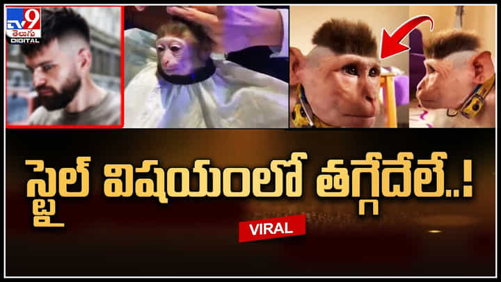 Monkey Trending Video: స్టైల్ విషయంలో తగ్గేదేలే..! ఒక్క హెయిర్కట్తో మోడల్గా మారిన మంకీ.. Monkey Trending Video: స్టైల్ విషయంలో తగ్గేదేలే..! ఒక్క హెయిర్కట్తో మోడల్గా మారిన మంకీ..
