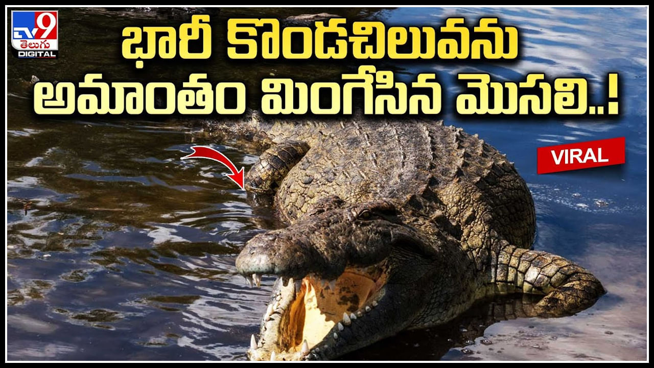 Alligator - Python: 5 అడుగుల మొస‌లిని.. అమాంతం మింగేసిన కొండ‌చిలువ‌ చూస్తే షాక్.!