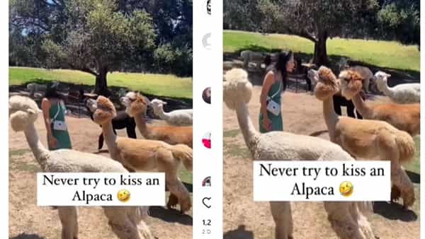 Viral Video: ముద్దుగా ఉందని.. ముద్దు చేయబోయింది.. కట్చేస్తే.. ఊహించని షాక్.. వీడియో చూస్తే నవ్వాపుకోలేరంతే..