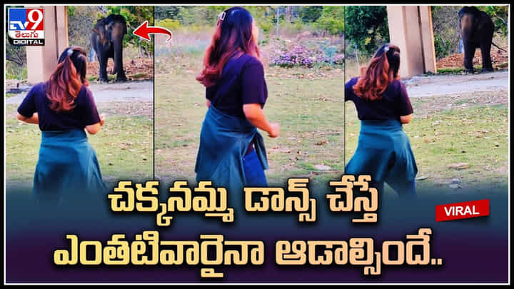Viral Video: చక్కనమ్మ డాన్స్ చేస్తే ఎంతటివారైనా ఆడాల్సిందే.. పార్క్లో యువతిని చూసి ఏనుగు డాన్స్. Viral Video: చక్కనమ్మ డాన్స్ చేస్తే ఎంతటివారైనా ఆడాల్సిందే.. పార్క్లో యువతిని చూసి ఏనుగు డాన్స్.