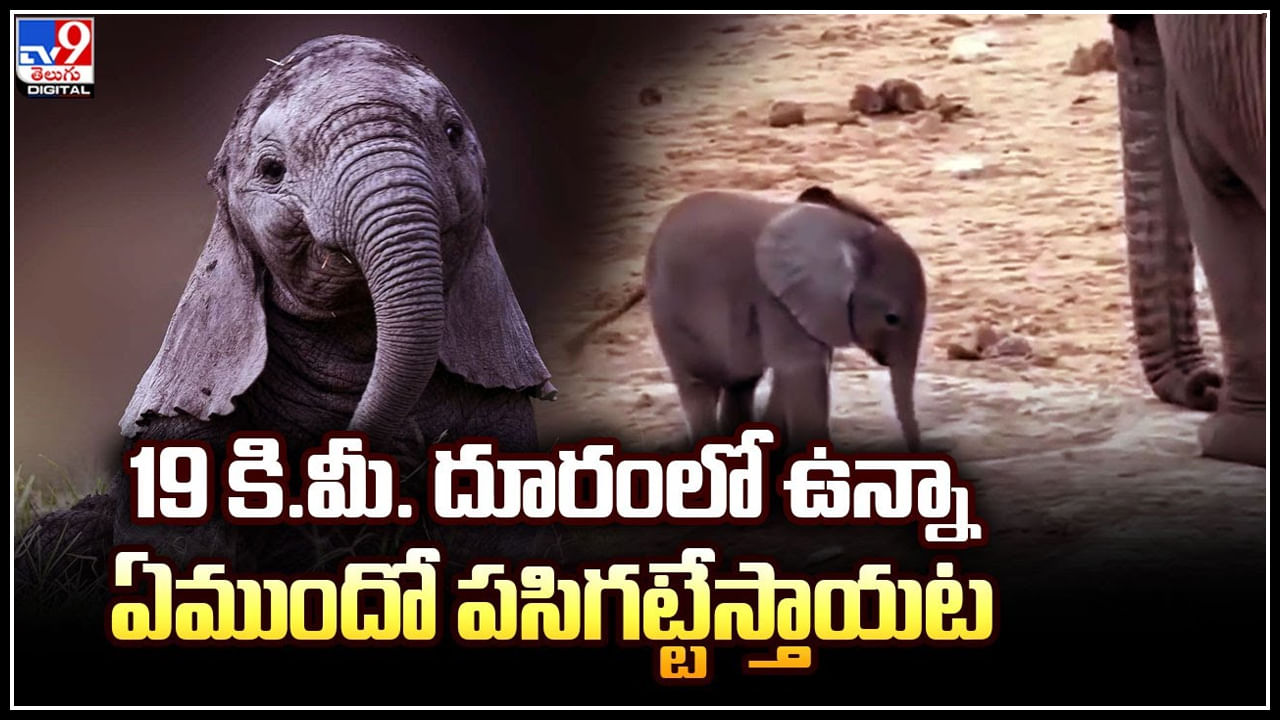 Baby Elephant: చిట్టి తొండంతో ఆడుకుంటున్న బుజ్జి ఏనుగు.. వైరల్‌ అవుతున్న క్యూట్‌ వీడియో.