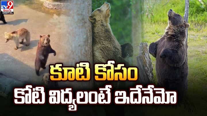 కూటి కోసం కోటి విద్యలంటే ఇదేనేమో.. ఆహారం కోసం ఎలుగుబంట్ల పాట్లు కూటి కోసం కోటి విద్యలంటే ఇదేనేమో.. ఆహారం కోసం ఎలుగుబంట్ల పాట్లు