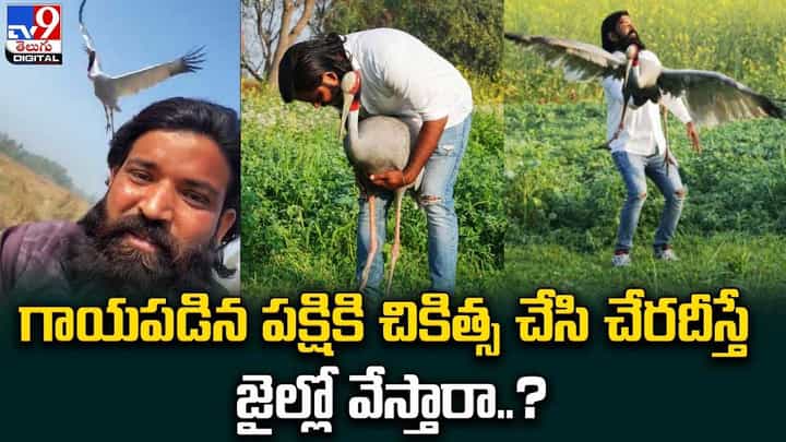 గాయపడిన పక్షికి చికిత్స చేసి చేరదీస్తే జైల్లో వేస్తారా ?? గాయపడిన పక్షికి చికిత్స చేసి చేరదీస్తే జైల్లో వేస్తారా ??