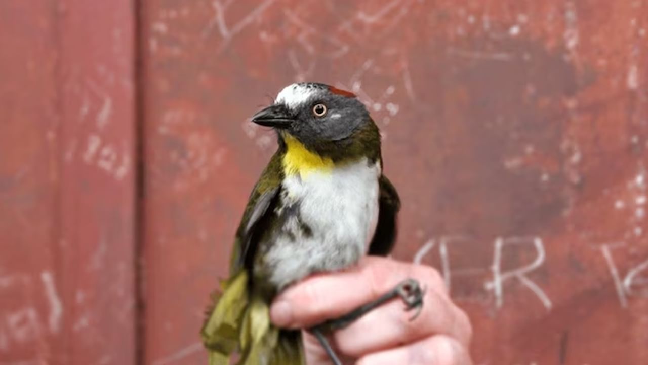 Birds of death: ఈ పిట్టను ముట్టుకుంటే చావు ఖాయం.. అంత డేంజర్ మరి..