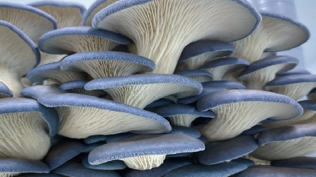 Blue Oyster Mushroom