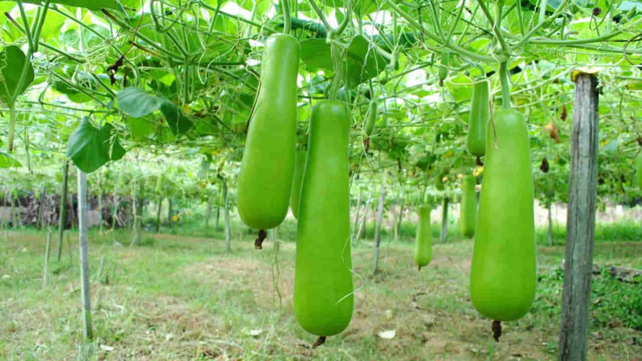 Bottle Gourd : సొరకాయతో ఇన్ని ఆరోగ్య ప్రయోజనాలా.. తెలిస్తే తినకుండా ఉండలేరు..!