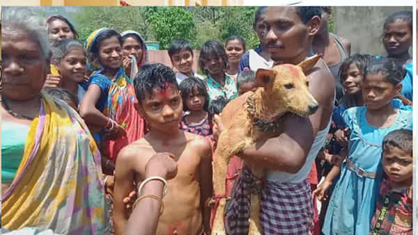 Stray Dogs: పిల్లలకు వీధి కుక్కలతో పెళ్లి.. ఆ కారణంతోనే జరిపించారు